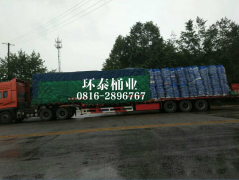 �h�l��܇����Ͱ�S�� �������T�l��坍�h��